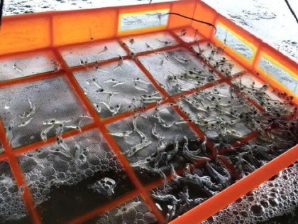 茄子种植管理技术要点