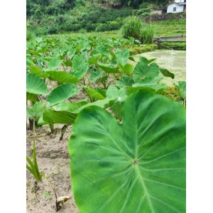 农家特产芋头5斤29.9元包邮 粉 现挖现发新鲜
