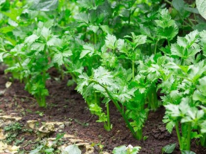 芹菜的种植方法和时间