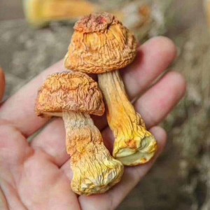 福建特产 松茸菌巴西菇无硫精选食用菌香菇类煲汤材料 原厂批发