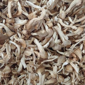 鑫榕钰 秀珍菇批发源头产地直供