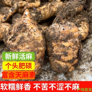 顺丰】云南昭通新鲜乌天麻3斤小草坝仿野生种植特级药材礼盒现挖