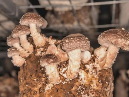 蘑菇种植技术和栽培方法