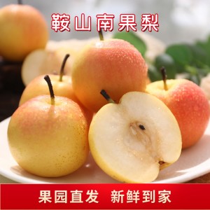 鞍山南果梨5斤海城南国香水梨东北特产新鲜水果应季水果一件代发1