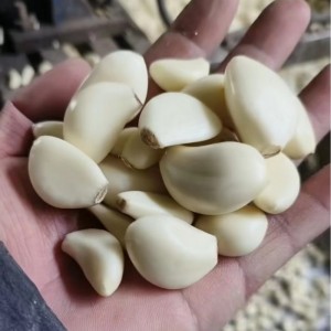 大通货大级山东临沂工厂直发保鲜去皮大蒜米