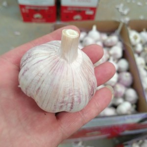 大量供应2024年金乡大蒜种、太空蒜种、杂交蒜种、蒜子、大蒜种子