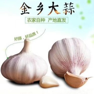 大蒜基地大量供应金乡大蒜，太空蒜，蒜种，大蒜种子、蒜子