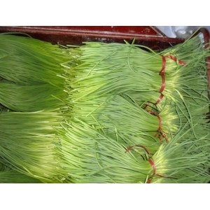 出售金乡大蒜 、蒜苔 、质量好大蒜、出口大蒜
