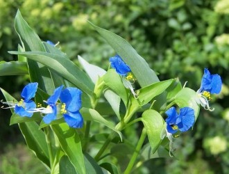 蓝花草怎么种植方法和条件