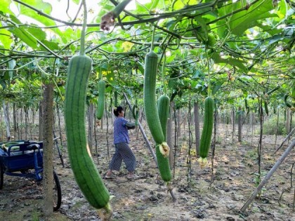 丝瓜什么时候种植最好