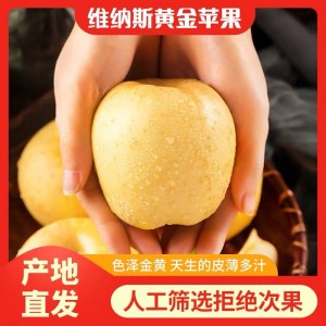 正宗山东烟台黄金奶油富士牛奶富士新鲜水果黄金果奶油富士苹果