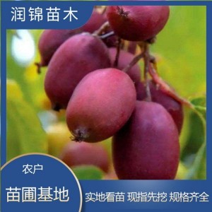 农户自产自销 当年结果猕猴挑苗 庭院移栽种植 红心软枣猕猴桃树苗