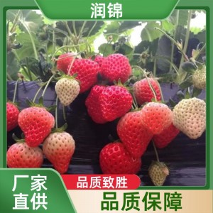 大棚草 莓苗 红草莓苗建德红 植株健壮无病害 基地培育 润锦苗木