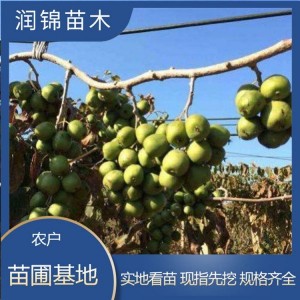基地批发大量 红心猕猴桃苗 正宗自花授粉结果 黄心软枣猕猴桃树苗