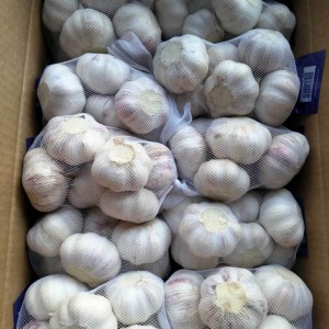 金乡大蒜加工出口